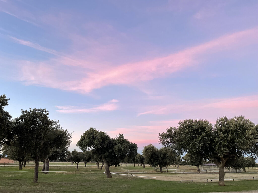 Árboles en la finca de Bodegas Arauzo