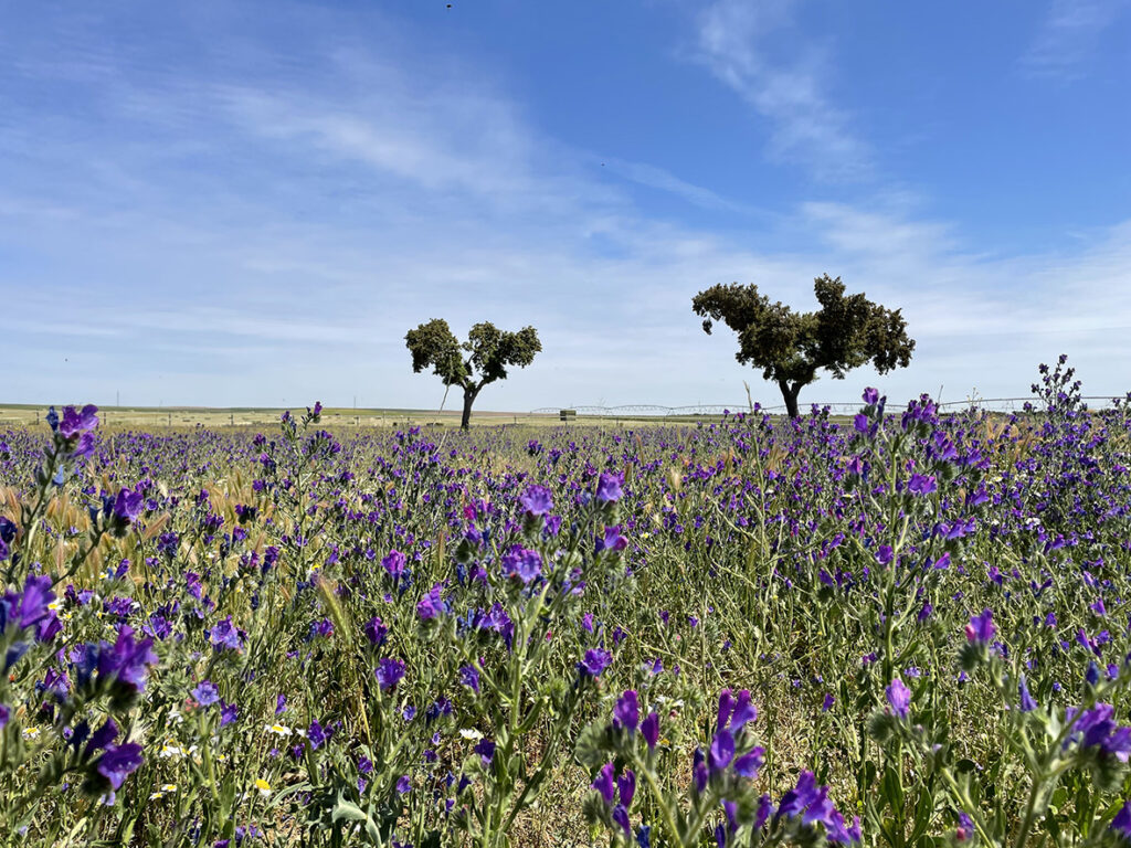 Pradera de lavanda en la finca de Bodegas Arauzo