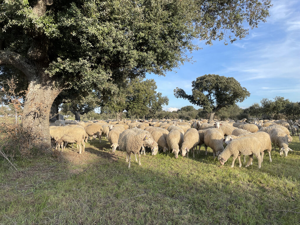 Ganado en la finca de Bodegas Arauzo