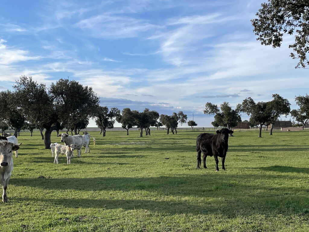 Animales en la finca de Bodegas Arauzo