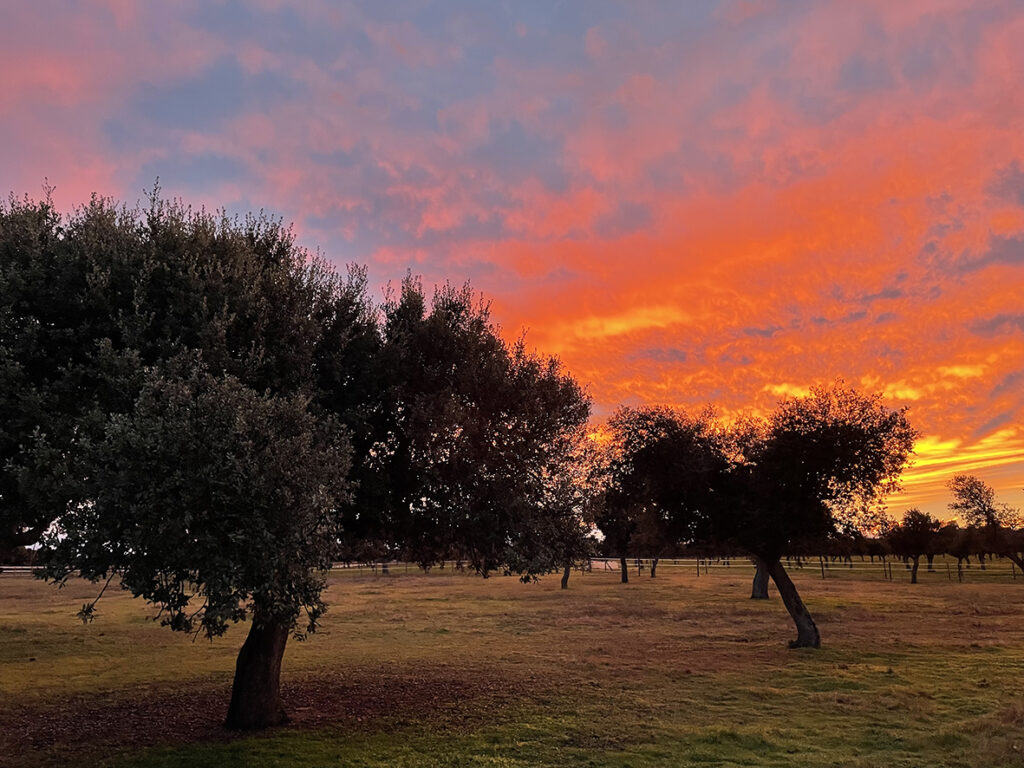 Atardecer en la finca de Bodegas Arauzo