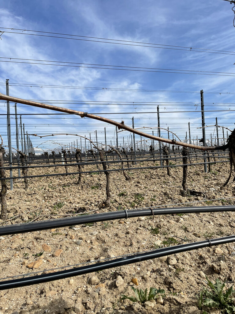 Detalle del emparrado en el viñedo de Bodegas Arauzo