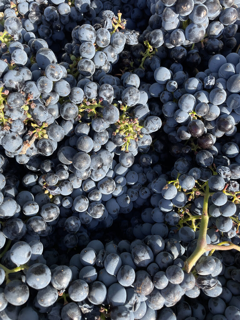 Detalle de uva tinta de Bodegas Arauzo