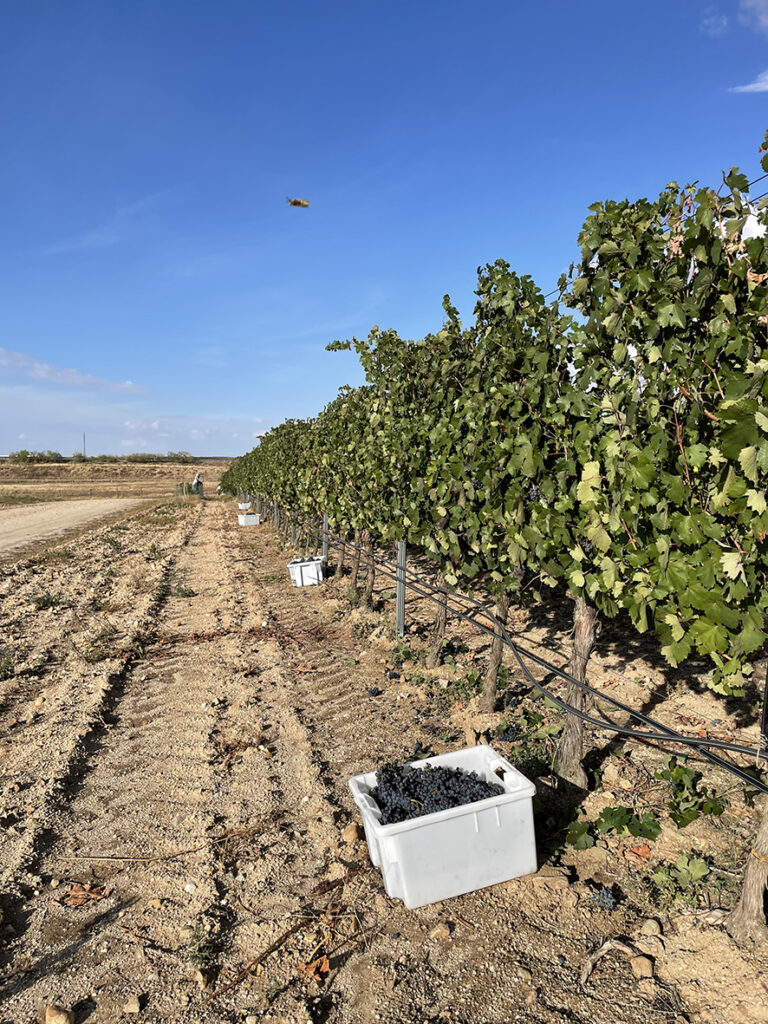 Vista del viñedo de Bodegas Arauzo