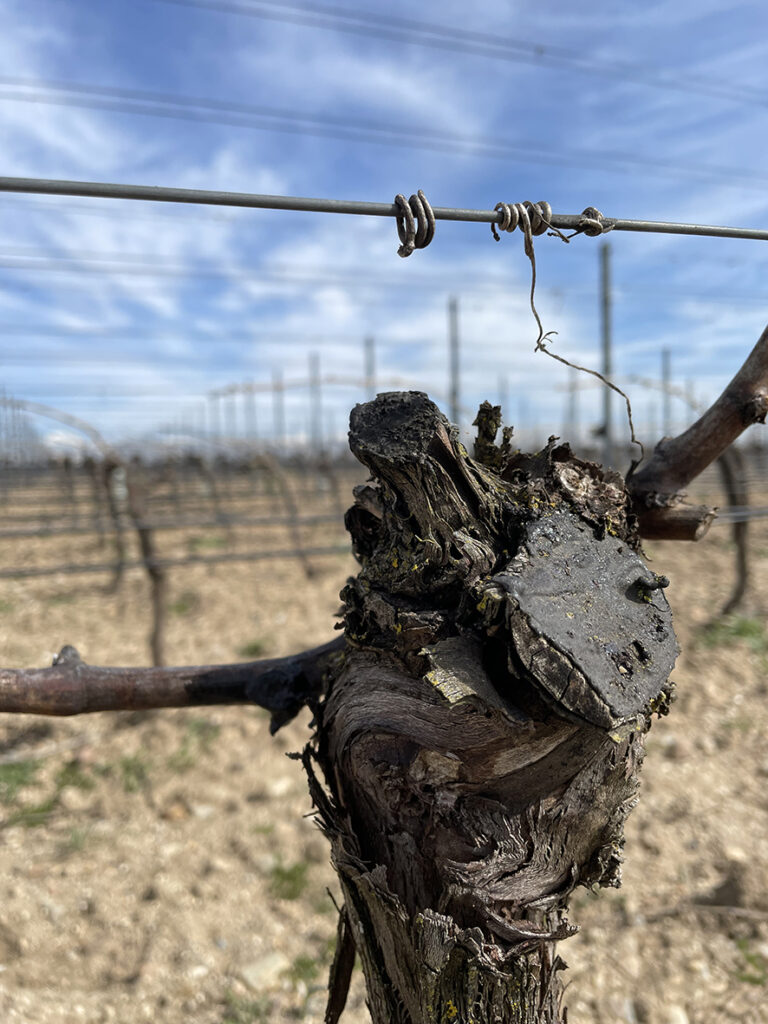 Vista detalle de cepa en una viña de la finca de Bodegas Arauzo