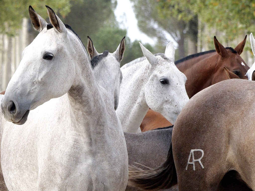 yeguada-arauzo